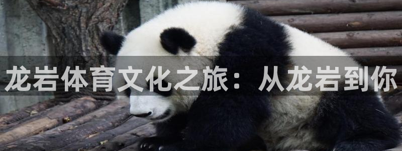 必发官方正版app娱乐首页网站大全：龙岩体育文化之旅：从龙岩