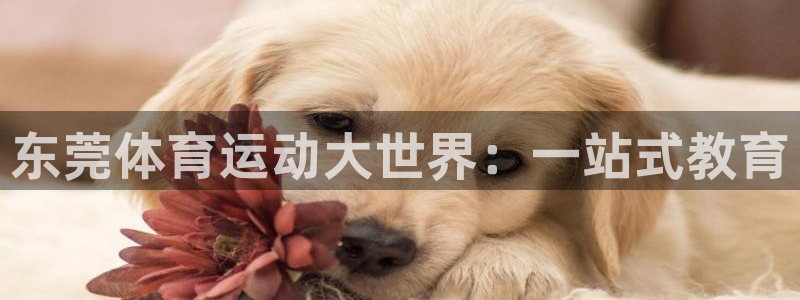 必发官方正版app娱乐代理怎么样:东莞体育运动大世界:一站式