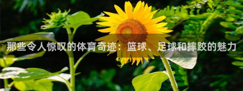 必发集团平台登录网站查询：那些令人惊