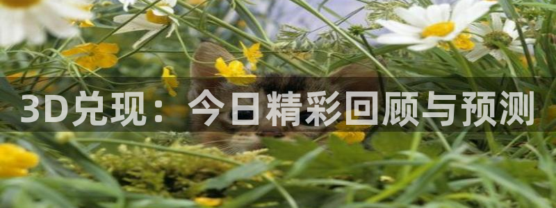 360直播nba无插件：3D兑现：今日精彩回顾与预测